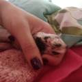 https://es.holidog.com/ImagesPetSitters/4CB0F023-72E7-4820-AA0E-AB630FE468F1_square_120.jpg Patitas-felices-242672-0