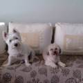 https://es.holidog.com/ImagesPetSitters/4D38C3B8-3C9B-458D-BC7D-2FB58D541E02_square_120.jpg Son-mi-vida-y-por-ellos-la-doy-88805-1