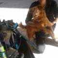 https://es.holidog.com/ImagesPetSitters/4FFB746F-E025-45EA-B676-5FBA13F81BFD_square_120.jpg PASE0-HOSPEDO-A1-BUEN-AMIGO-PERRUNO-131139-1