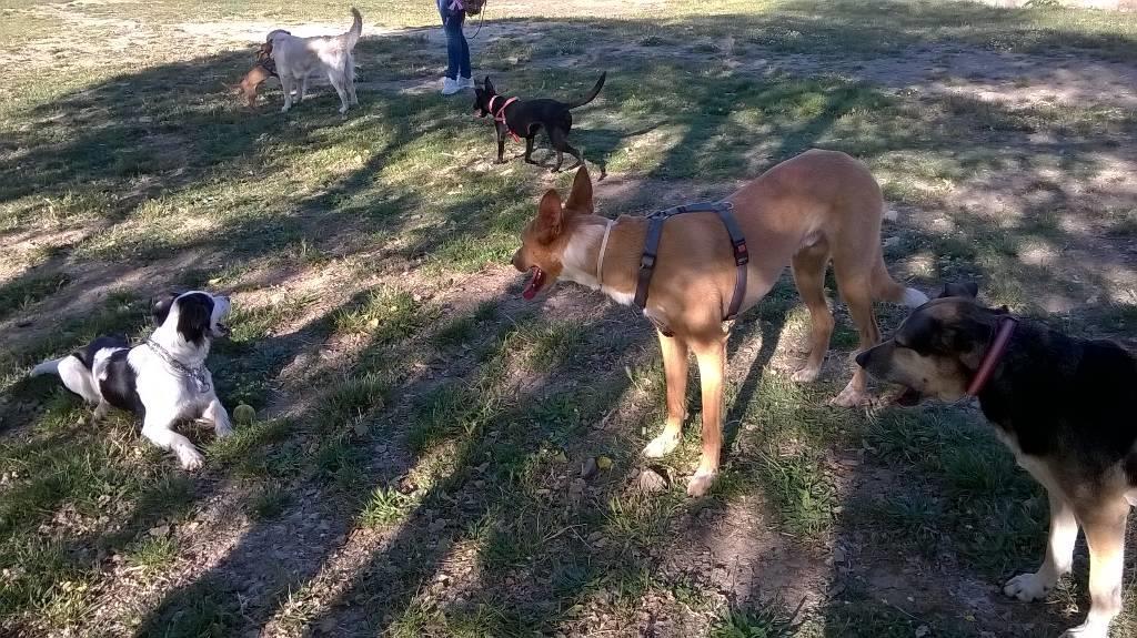 residencia-canina na maialen 13b6c22d-7ea9-4056-8506-1877ac5682cc
