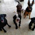 https://es.holidog.com/ImagesPetSitters/5062678A-00E7-499B-AF66-13C4ECE1CDFA_square_120.jpg Enamorada-de-los-perros-23439-2