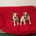 https://es.holidog.com/ImagesPetSitters/52B00A20-F40D-460F-9D71-BD22D5CC5448_square_120.jpg CoreDogs-228991-2