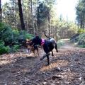 https://es.holidog.com/ImagesPetSitters/53ED4233-8D14-4524-9532-1CB5E8960A38_square_120.jpg Como-en-casa,-en-ningún-sitio.-11575-1