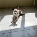 https://es.holidog.com/ImagesPetSitters/54014C46-93D6-4F5D-9EC6-B01A5D8171AD_square_120.jpg Cuidando-con-amor-y-seguridad.-250638-2