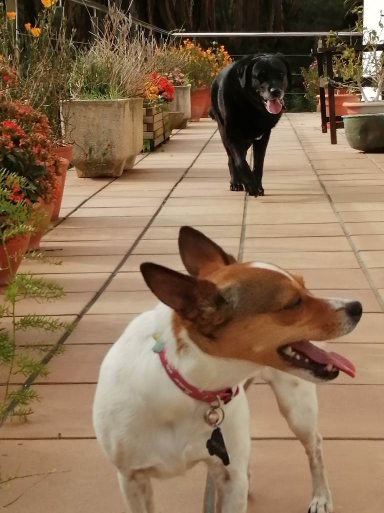 residencia-canina ss cristina 8ede8198-e26e-47c2-958b-a08bbab2ec7a