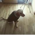 https://es.holidog.com/ImagesPetSitters/55A14220-1338-4405-A160-6D3FE0F9B2CB_square_120.jpg El-sueño-de-una-mascota--34076-3
