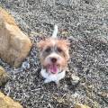 https://es.holidog.com/ImagesPetSitters/56026FD1-2E99-4C34-82AB-B9737A978B34_square_120.jpg Erdem-245819-2