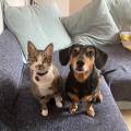 https://es.holidog.com/ImagesPetSitters/564949B1-E534-40BA-9090-96D214A68054_square_120.jpg Pet-Sitter-❤️-Dog-Walker-145086-2