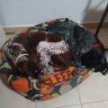 https://es.holidog.com/ImagesPetSitters/57C55688-F8C7-4DEE-8827-658B3E62E8D7_square_120.jpg Perricasa-44400-3