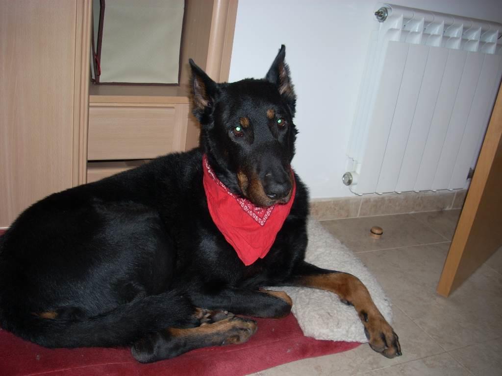 residencia-canina b desiree 952bf5b3-31a1-4238-8993-1b0b916de4c5