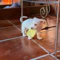 https://es.holidog.com/ImagesPetSitters/5A1D612C-EDA3-43AF-B092-4CEF58C9E790_square_120.jpg Cuido-perritos-143648-1