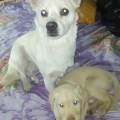 INFINITO-AMOR-PERRUNO-!!!!-105950-2