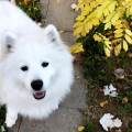 https://es.holidog.com/ImagesPetSitters/5C983866-0F23-4FEF-AE80-9F15705446F5_square_120.jpg Cuidadora-y-paseadora-de-mascotas.-105229-3
