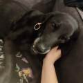 Cuidado-con-amor-para-tú-mascota-238073-2