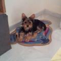 https://es.holidog.com/ImagesPetSitters/5F3AABDA-981F-46C2-ACA3-640319534BD7_square_120.jpg Encantadora-de-mascotas-19754-2