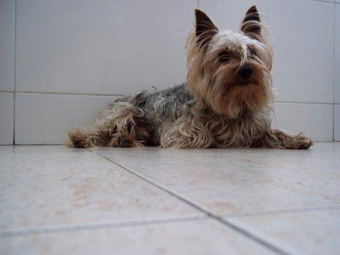 residencia-canina m irene 1f44d415-ad2d-41ee-a764-bb0ff07b1ae4