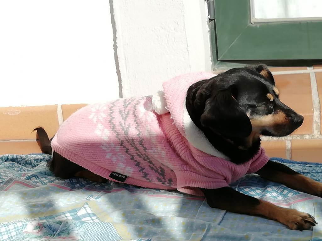 residencia-canina gr ruth ca6cb8a3-38b8-44de-9756-652f84948ce2