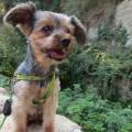 https://es.holidog.com/ImagesPetSitters/60C67E38-A980-427E-AE9E-9B36D20E48EF_square_120.jpg Sonrisas-perrunas-79653-3