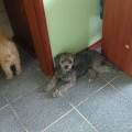 https://es.holidog.com/ImagesPetSitters/6139BBE4-A97D-4101-9B00-886B552B11DF_square_120.jpg --231894-1