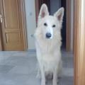 https://es.holidog.com/ImagesPetSitters/620C1124-A19F-4570-A9DB-A529112F4BA8_square_120.jpg Encantadora-de-mascotas-19754-1