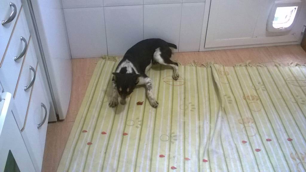 residencia-canina to esther b18f93c6-0033-4641-93d4-1352046ce0dd