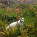 https://es.holidog.com/ImagesPetSitters/658D9DE2-CCEC-442D-9993-C63079190195_square_120.jpg Love-dogs--93889-2