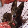 https://es.holidog.com/ImagesPetSitters/662B04B7-5527-4C42-9070-97C0E418D4FC_square_120.jpg Free-time-=-Happy-dogs-14374-1