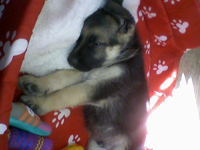 residencia-canina co paula 06313067-26df-4448-8402-d618bdc15995