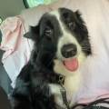 https://es.holidog.com/ImagesPetSitters/68C6A34D-6BB8-457C-8DD6-DF44B28A0475_square_120.jpg Paula--245191-3