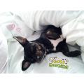 https://es.holidog.com/ImagesPetSitters/694DFAA9-F41A-4DDD-AF35-B8B39E0C27B7_square_120.jpg 5718-0