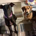 https://es.holidog.com/ImagesPetSitters/69F1F2B9-CE79-4A96-8363-55E8D4390077_square_120.jpg Como-en-casa,-en-ningún-sitio.-11575-2