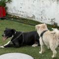 Woody-and-andy-paws-care-252617-2