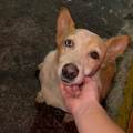 Tu-mascota-en-las-mejores-manos-259978-3