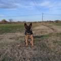 https://es.holidog.com/ImagesPetSitters/6E26B096-19A0-475B-9D0A-18F8C2A7F885_square_120.jpg HOTEL-PER-CANI-144086-0