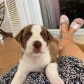 https://es.holidog.com/ImagesPetSitters/6FD9CFBD-086F-435C-80EE-CD6C069F2A2B_square_120.jpg Cuidadora-de-mascotas-254413-1