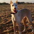 https://es.holidog.com/ImagesPetSitters/6FE39B4B-2734-45B1-ABDA-3CB73F29F104_square_120.jpg El-mejor-lugar-para-su-mascota.-55153-1