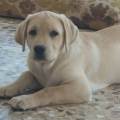 https://es.holidog.com/ImagesPetSitters/71334F36-6D5A-480D-9EF9-ABF193D73E89_square_120.jpg Criador--de-labradores--89139-1