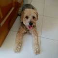 residencia-canina m angie 169ff155-007f-4e24-836d-5f68be85fd19