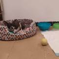 CUIDADOR-DE-MASCOTAS!!-263083-1