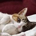 Cuido-a-su-mascota-260789-0