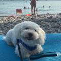 https://es.holidog.com/ImagesPetSitters/74A8BAB7-D11E-4F26-ABA0-216C83816751_square_120.jpg 254413-3