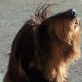 https://es.holidog.com/ImagesPetSitters/75EE12D9-895E-4207-8857-DE47B77BB9AE_square_120.jpg El-paraiso-de-los-perros-14433-1