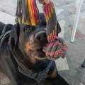 https://es.holidog.com/ImagesPetSitters/766DB284-70D3-48ED-9EDE-8073ACBFF56B_square_120.jpg 242113-3