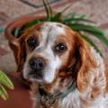 https://es.holidog.com/ImagesPetSitters/7754F674-B844-4852-AD97-4D06DB21F400_square_120.jpg 254396-2