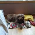 https://es.holidog.com/ImagesPetSitters/783F59E8-4750-4218-B36F-BB0BD3AD0ED1_square_120.jpg Como-en-casa!!-77545-0