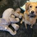 https://es.holidog.com/ImagesPetSitters/78C4A5A2-965B-480E-8298-58B8D2DB4636_square_120.jpg Amo-a-los-animales-39153-3