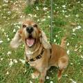 https://es.holidog.com/ImagesPetSitters/79705DA6-F85A-4238-9FFF-5DAD610F527E_square_120.jpg Free-time-=-Happy-dogs-14374-3