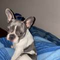 https://es.holidog.com/ImagesPetSitters/7A81388B-8E53-4954-819D-B7C32E39F4E6_square_120.jpg Paula--245191-2