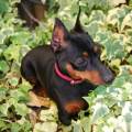 https://es.holidog.com/ImagesPetSitters/7B9007EA-FF10-43AC-9A64-B761A19D8B9F_square_120.jpg Pawtastic!-108543-1