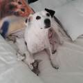 https://es.holidog.com/ImagesPetSitters/7BC3E17D-122B-4EDA-B530-68A58248B0C9_square_120.jpg Cuidadoras-de-perros-económicas-144677-1